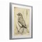 Stupell Industries Vintage Small Sketched Bird Framed Print Under Glass, design by Petal Prints Design